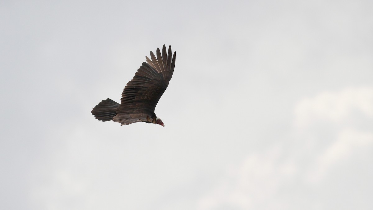 Turkey Vulture (Tropical) - ML38460121