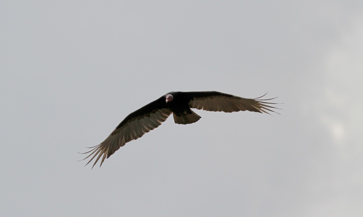 Turkey Vulture (Tropical) - Jay McGowan