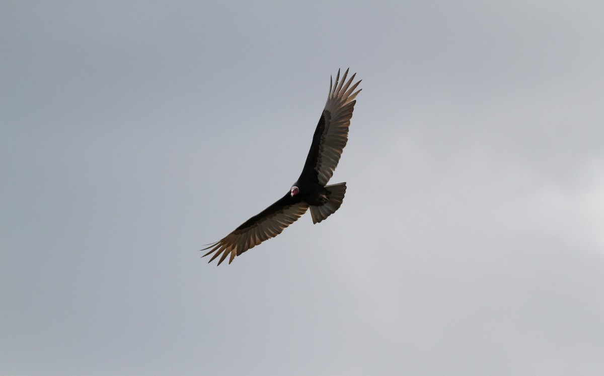 Turkey Vulture (Tropical) - ML38460141