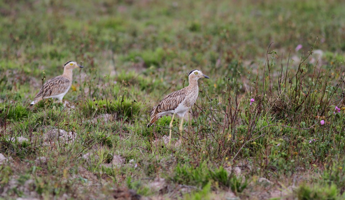 Double-striped Thick-knee - ML38460221