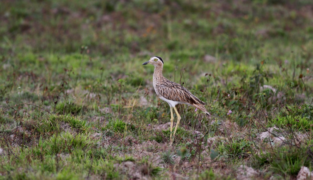Double-striped Thick-knee - ML38460231
