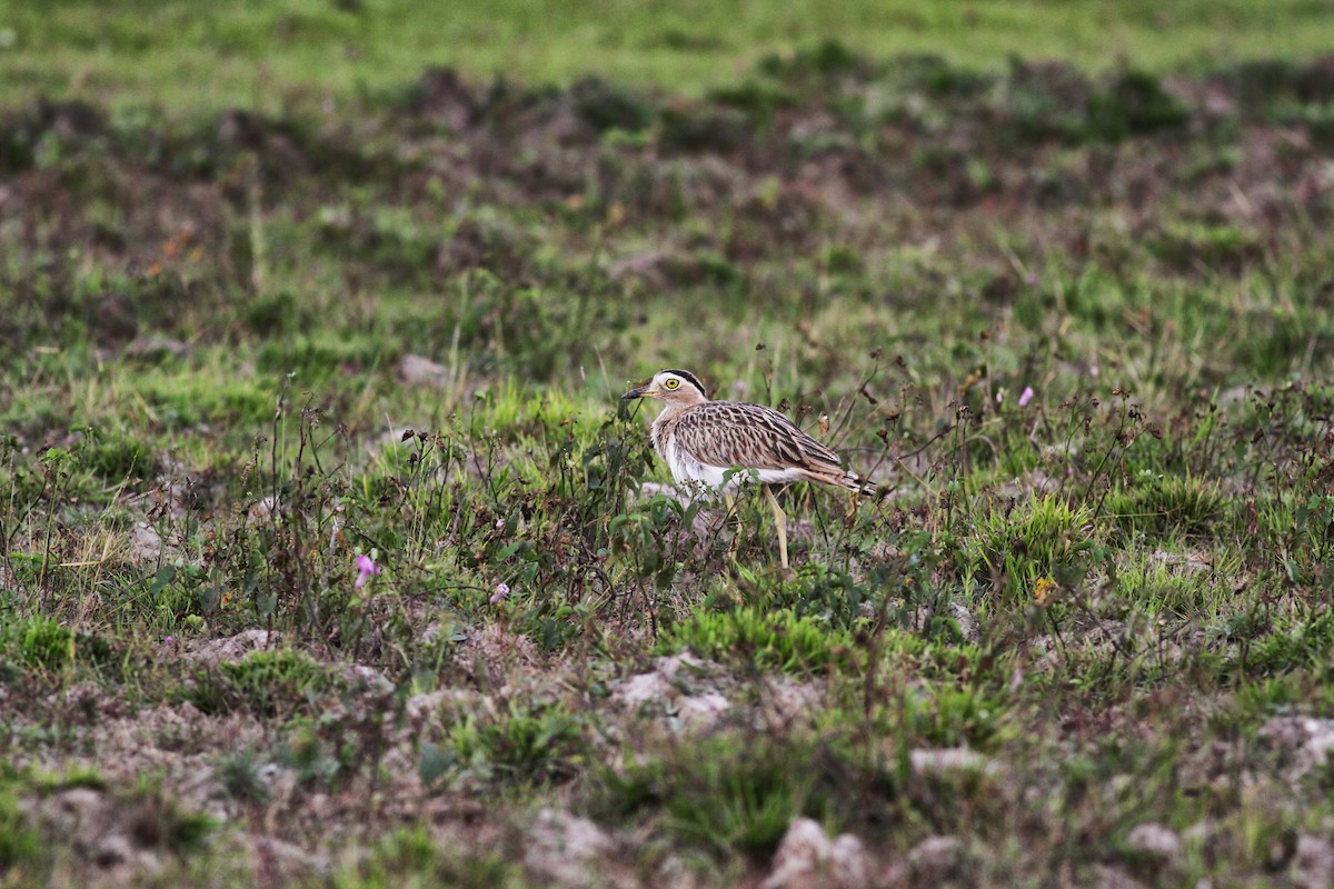 Double-striped Thick-knee - ML38460241