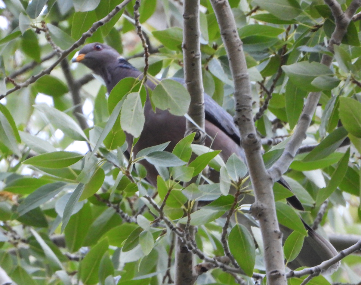 Band-tailed Pigeon - Helen Butts