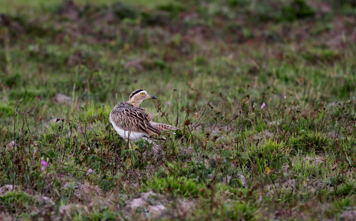 Double-striped Thick-knee - ML38460261