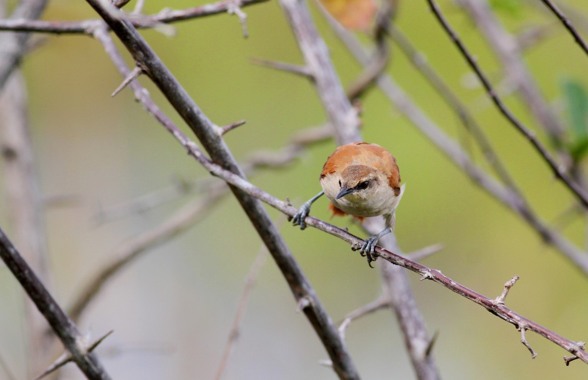 Yellow-chinned Spinetail - ML38460391