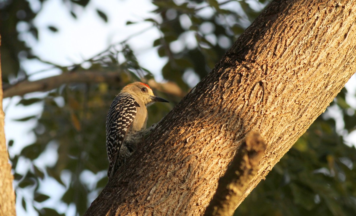 Red-crowned Woodpecker - ML38460521
