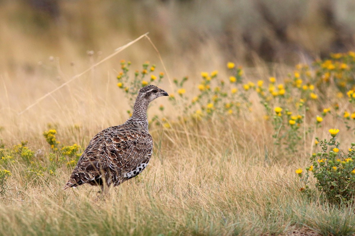 Greater Sage-Grouse - ML384605211