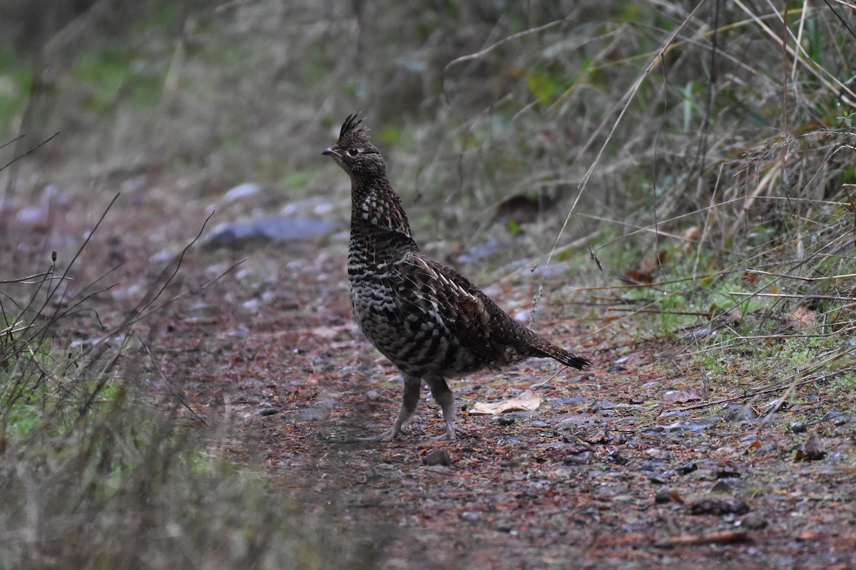 Ruffed Grouse - Timothy Leque