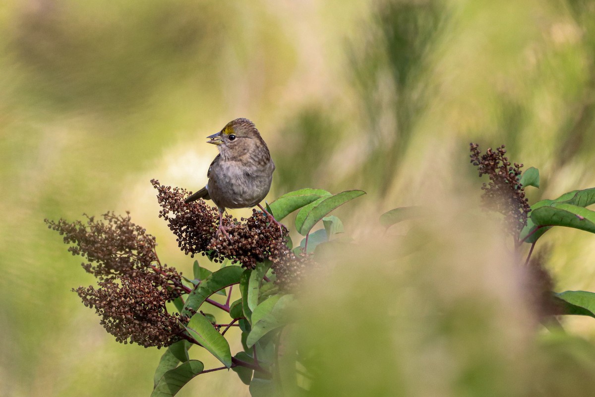 Golden-crowned Sparrow - ML384611801