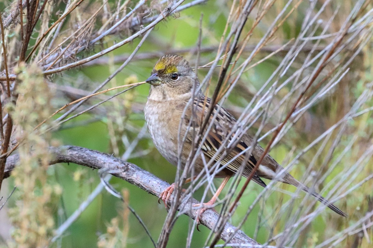 Golden-crowned Sparrow - ML384611821