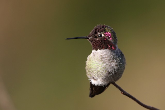 Anna's Hummingbird at Great Blue Heron Nature Reserve by Dave Beeke