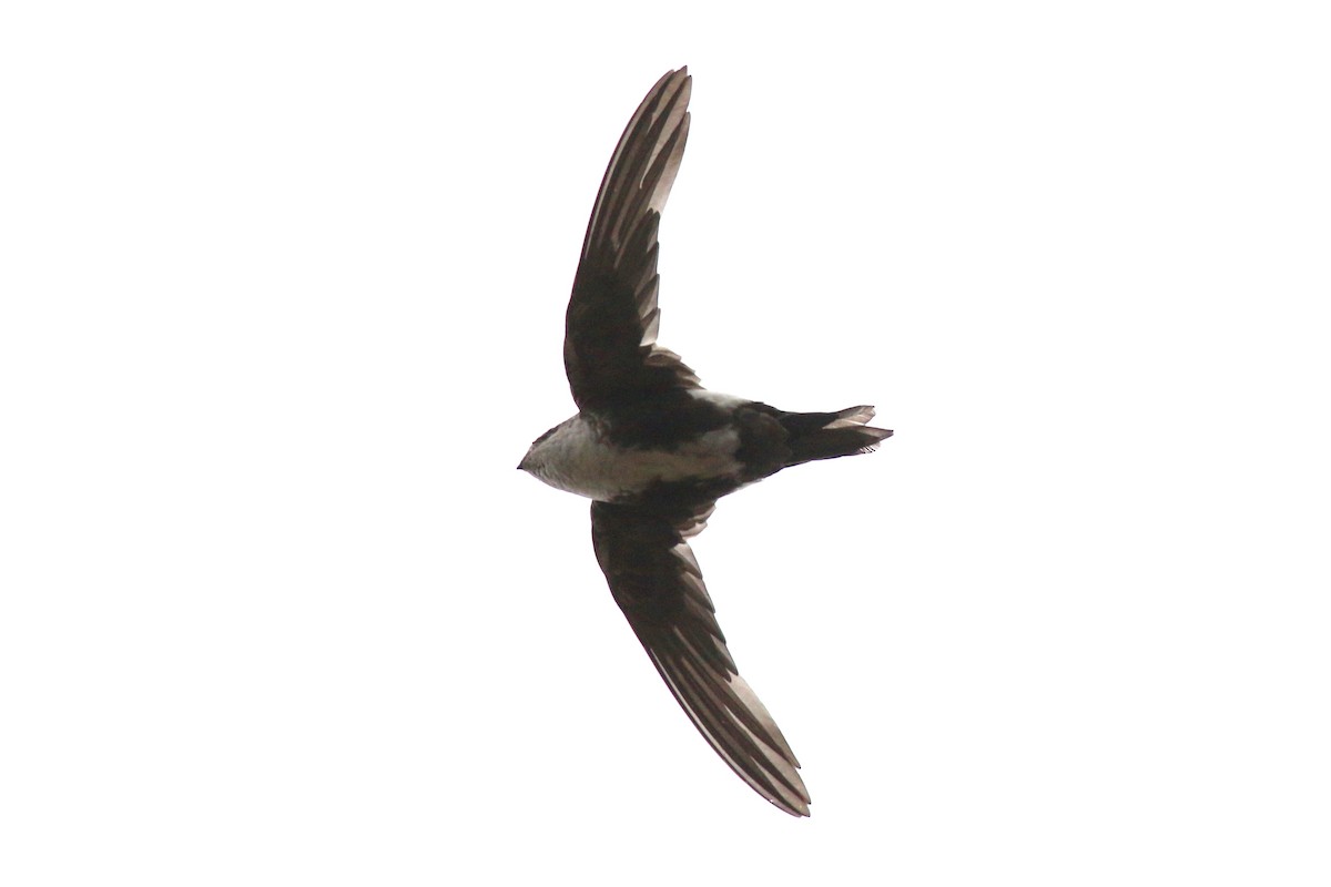 White-throated Swift - Nick  Kontonicolas