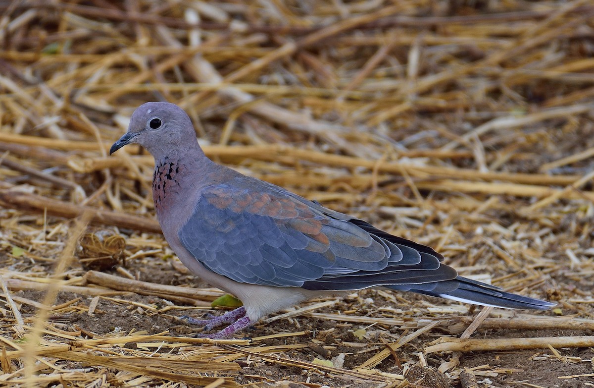 Laughing Dove - Ad Konings