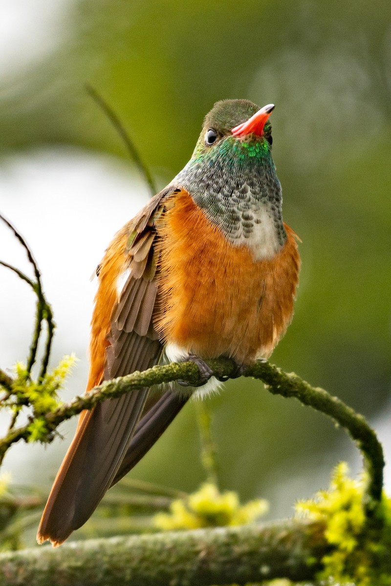 Amazilia Hummingbird - Jeremy Yawney