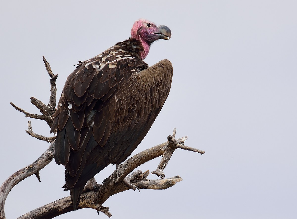 Lappet-faced Vulture - Ad Konings