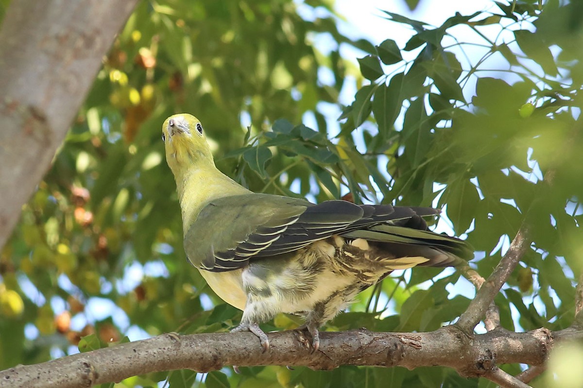 White-bellied Green-Pigeon - ML384625321