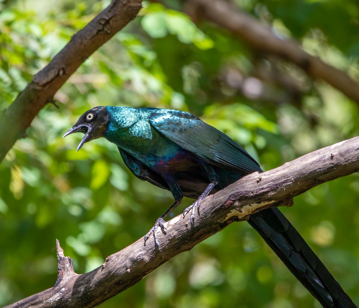 Long-tailed Glossy Starling - ML384628591