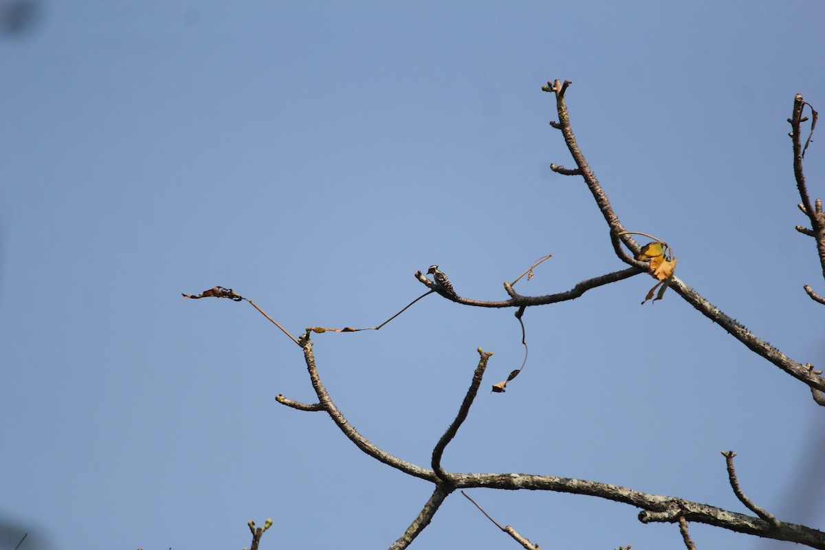 Brown-capped Pygmy Woodpecker - Aditya Soman