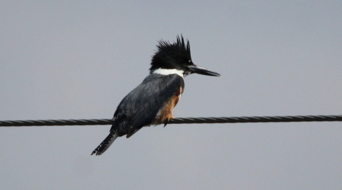Belted Kingfisher - Paul Lewis