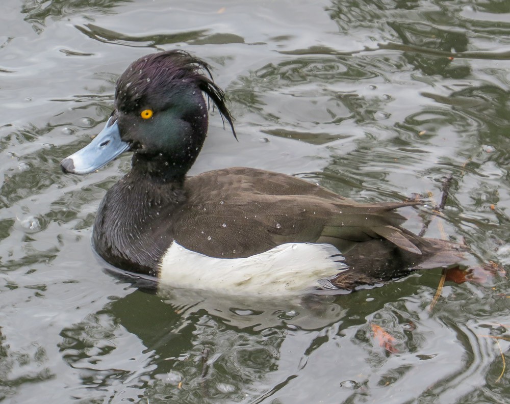 Tufted Duck - ML38464161