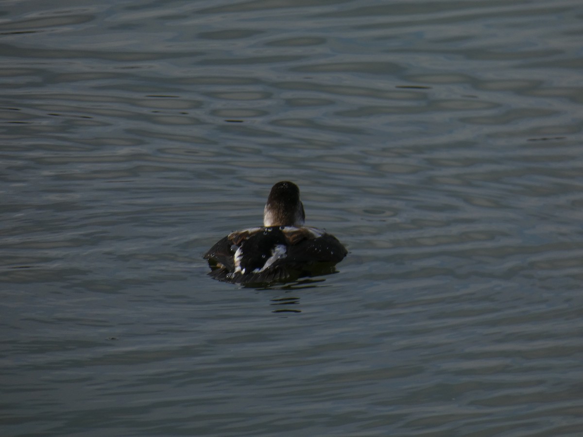 Long-tailed Duck - ML384642111