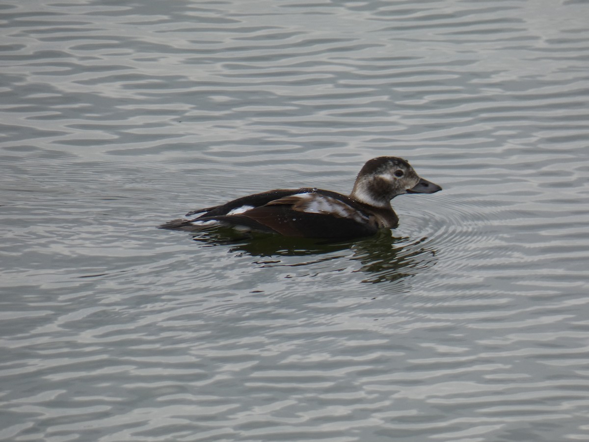 Long-tailed Duck - ML384642131