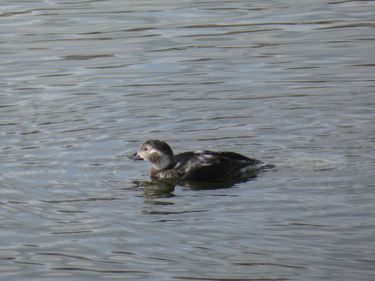 Long-tailed Duck - ML384642171