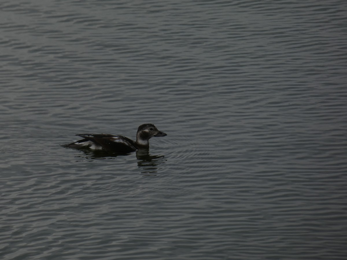 Long-tailed Duck - ML384642191