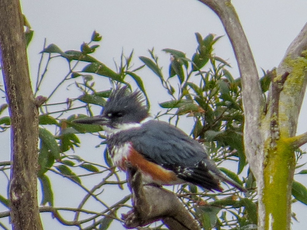 Belted Kingfisher - ML38464431