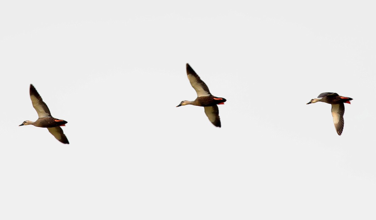 Eastern Spot-billed Duck - Edward Yip