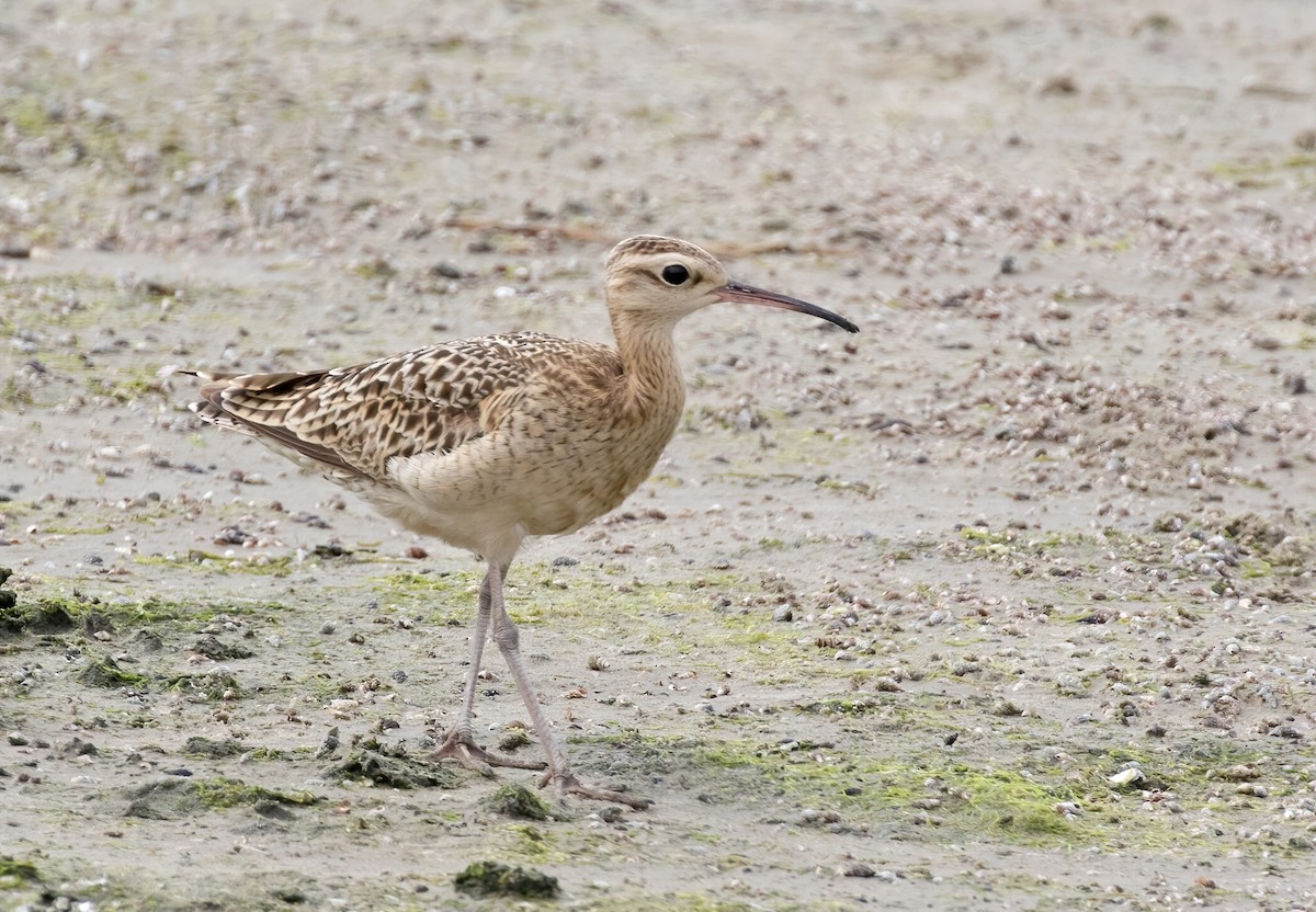 Little Curlew - Dave Bakewell