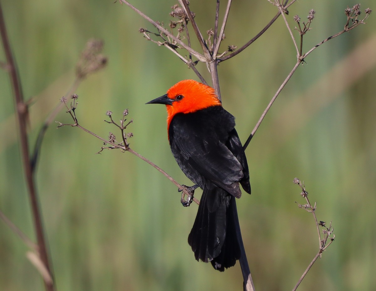 Scarlet-headed Blackbird - ML384653681