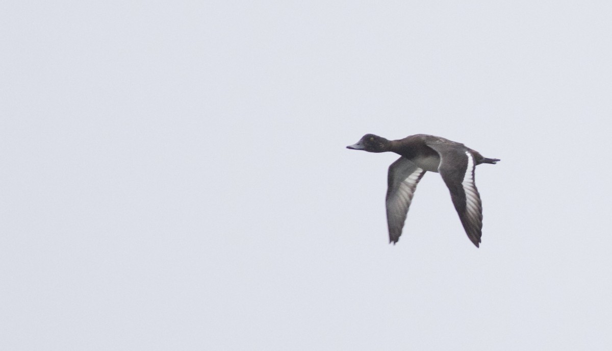 Greater Scaup - Oliver Burton