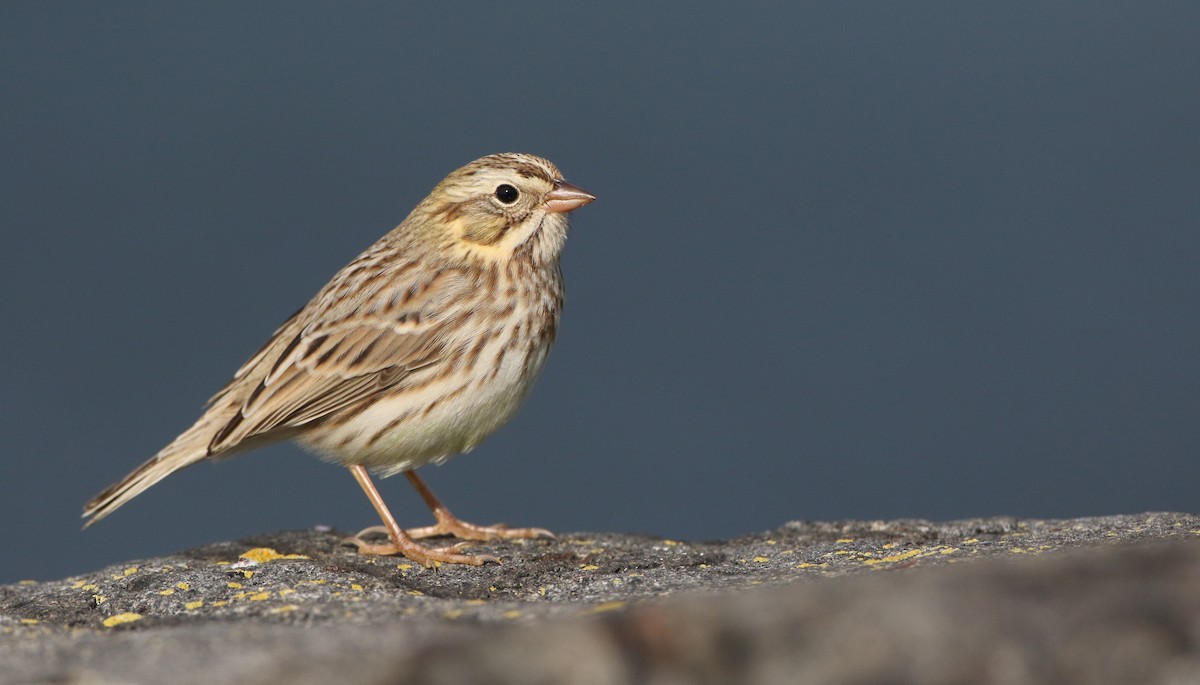 Savannah Sparrow (Ipswich) - ML384659241