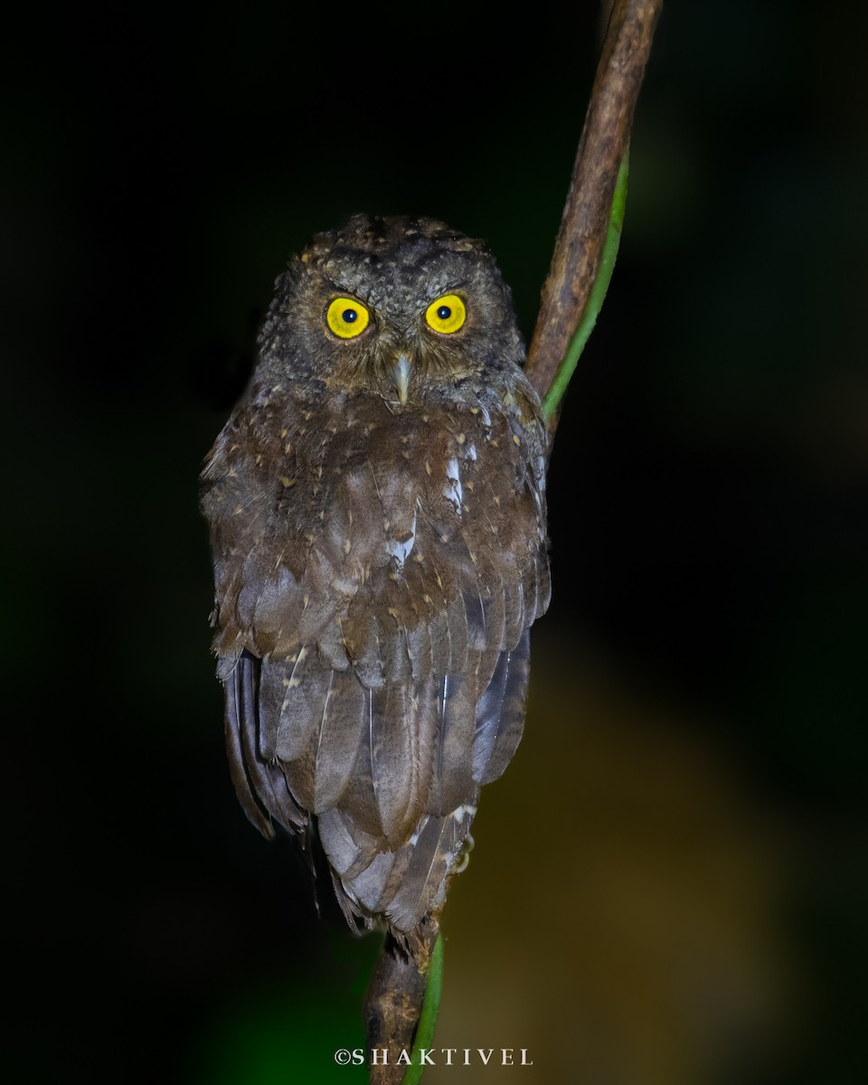 Andaman Scops-Owl - ML384659801