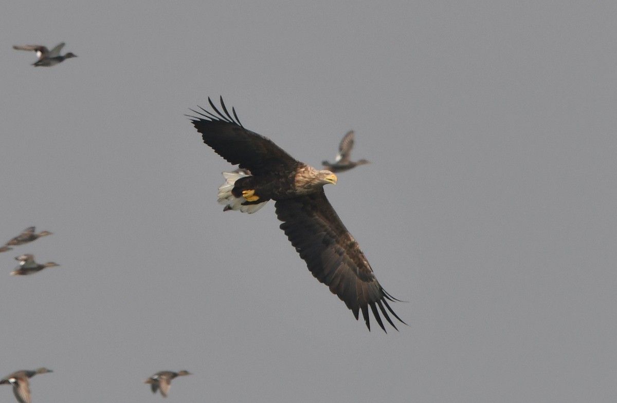 White-tailed Eagle - ML384664161