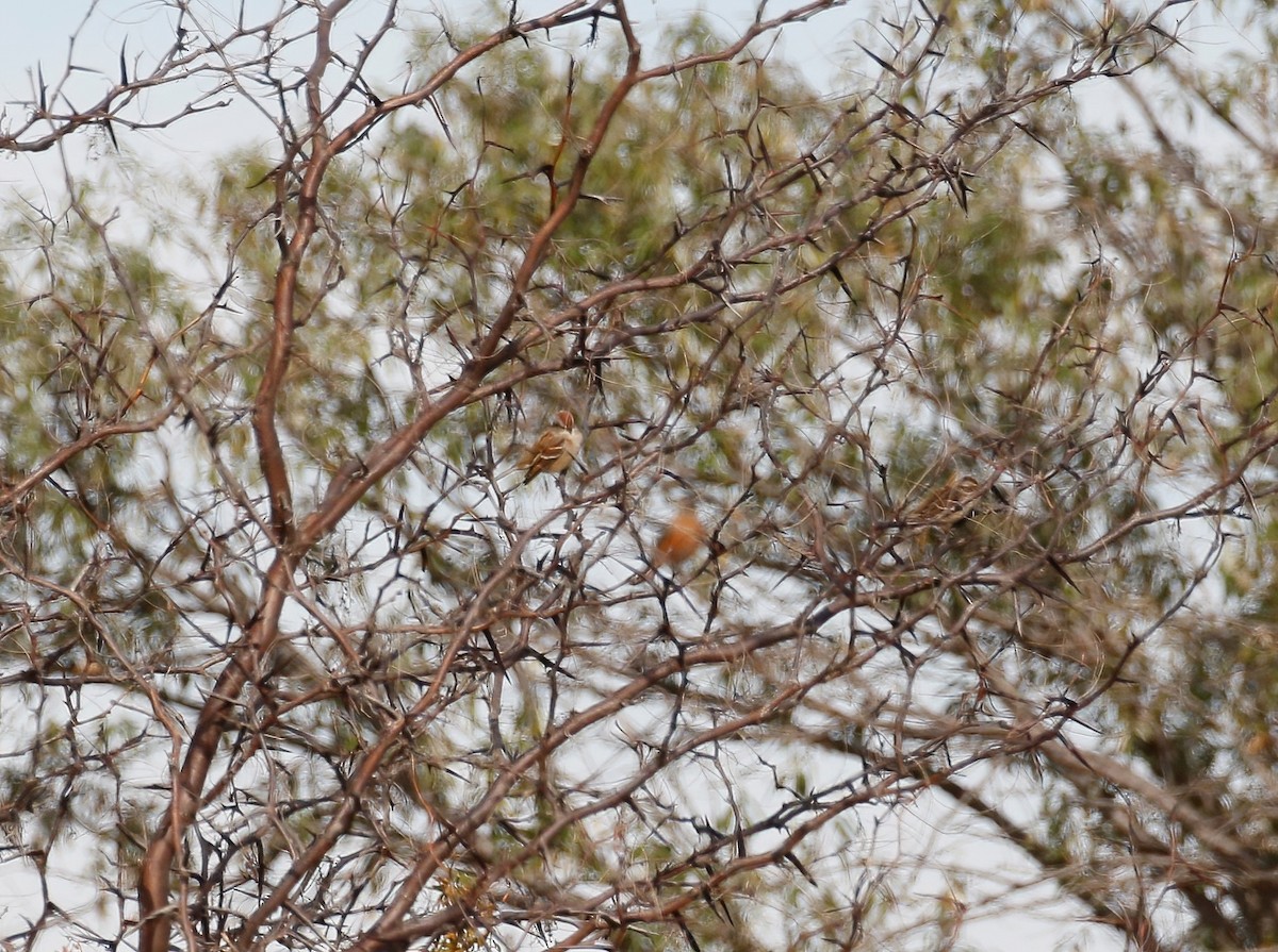 American Tree Sparrow - ML384671161