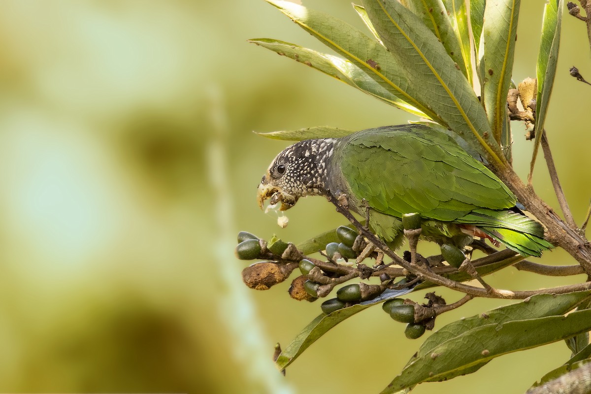 Speckle-faced Parrot (White-capped) - ML384673561