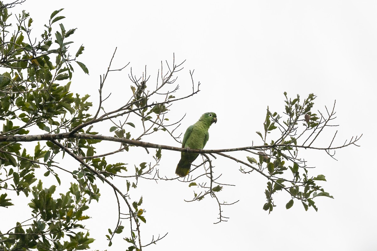 Mealy Parrot (Southern) - ML384675441