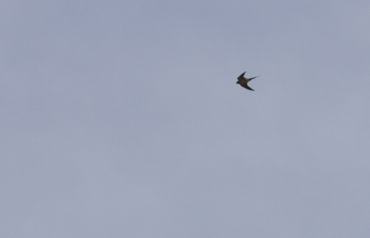 Red-rumped Swallow (Red-rumped) - ML38467871