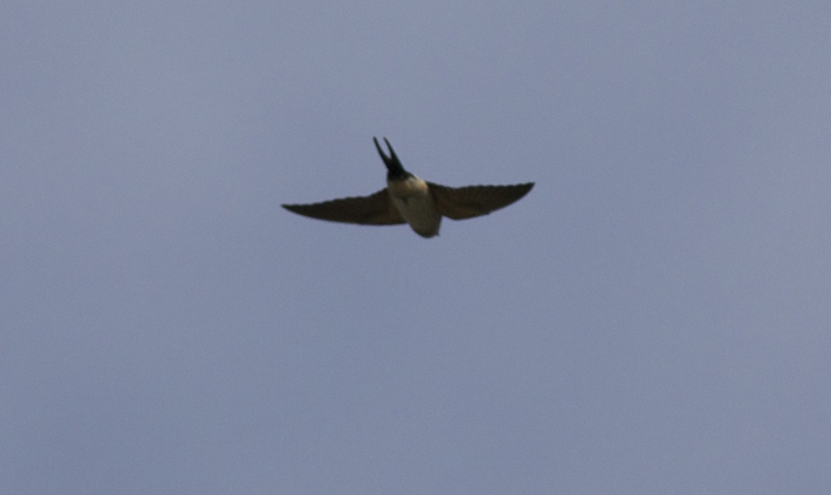 Red-rumped Swallow (Red-rumped) - ML38467921