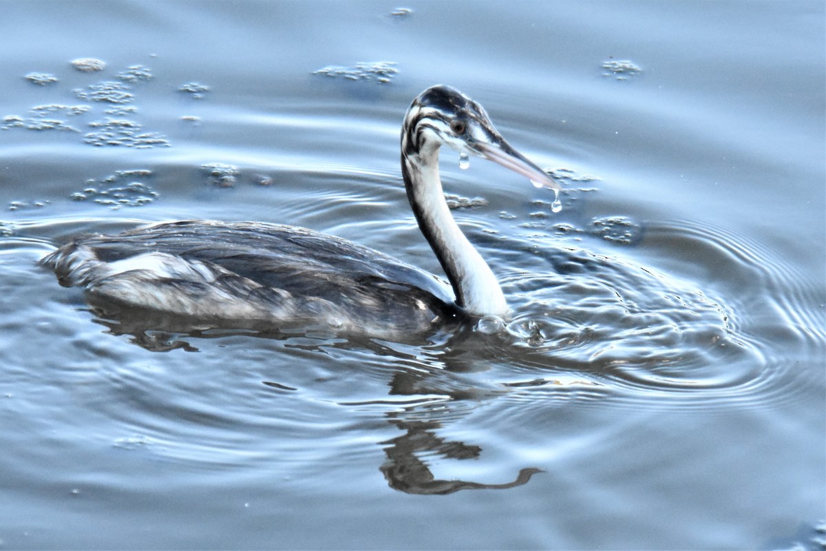 Great Crested Grebe - ML384679481