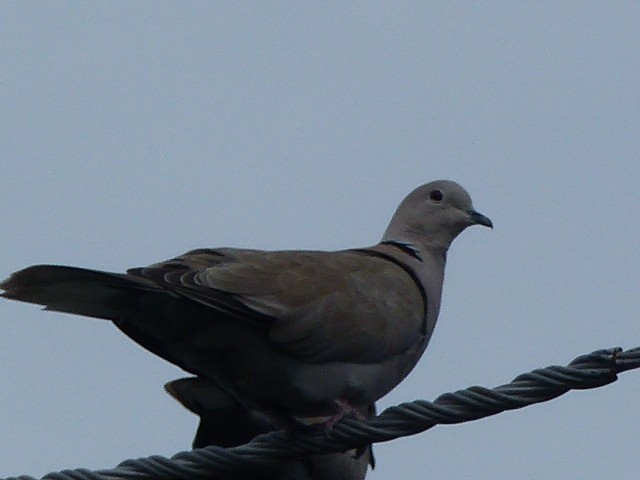Eurasian Collared-Dove - Ron Smith