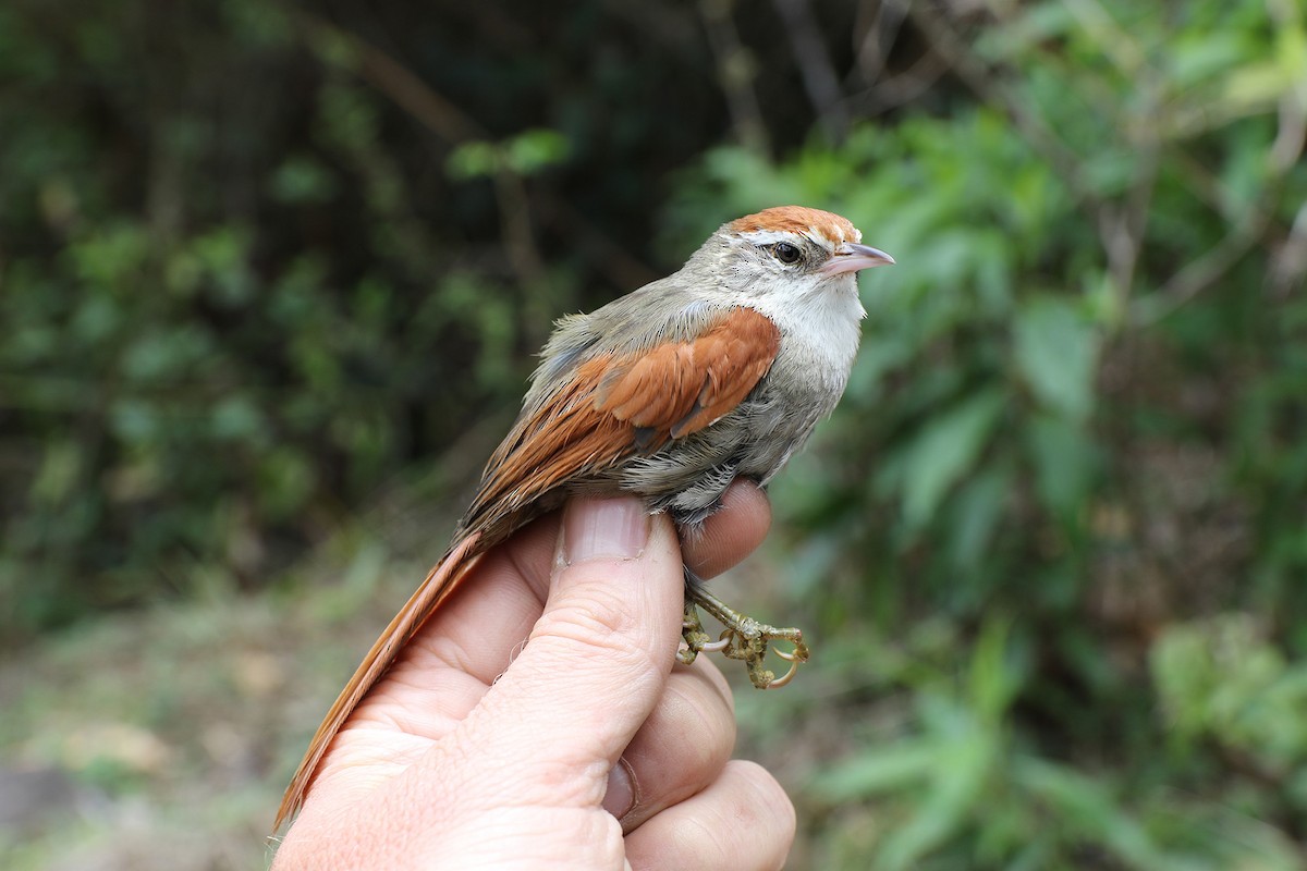 Line-cheeked Spinetail (Baron's) - ML38468591