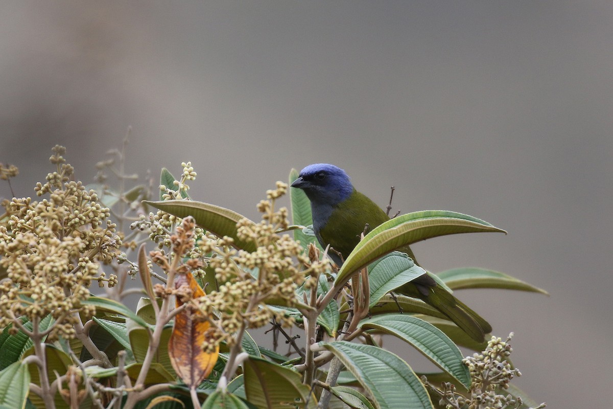 Blue-capped Tanager - ML38468911