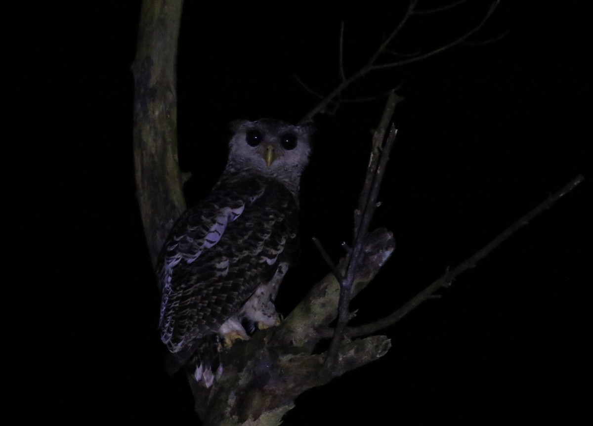 Spot-bellied Eagle-Owl - ML384690891