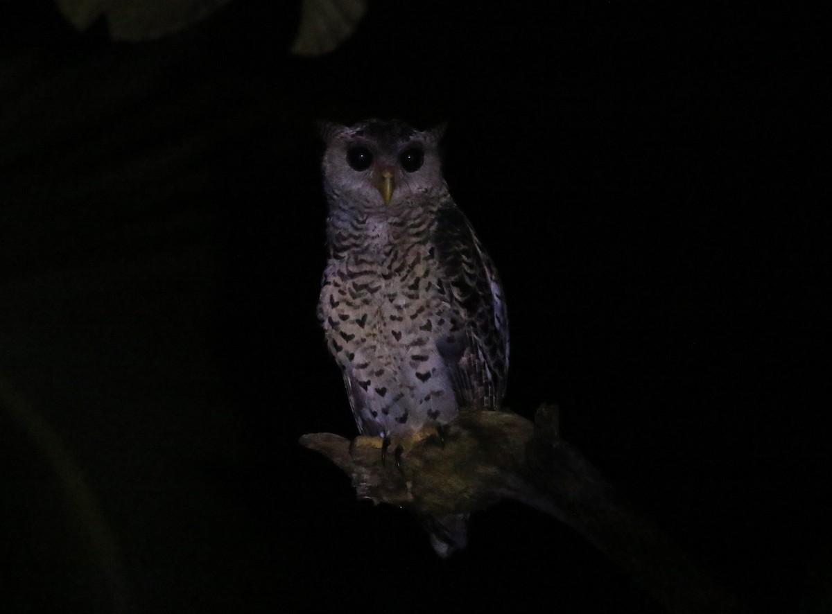 Spot-bellied Eagle-Owl - ML384690981
