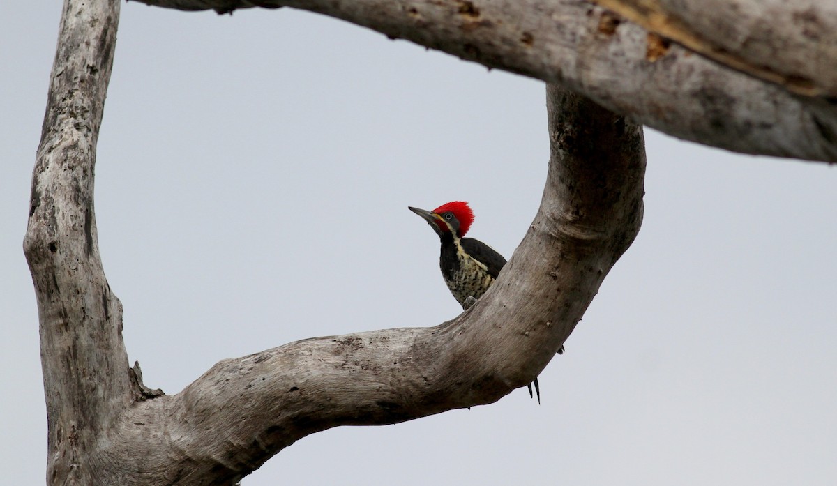 Lineated Woodpecker (Lineated) - Jay McGowan