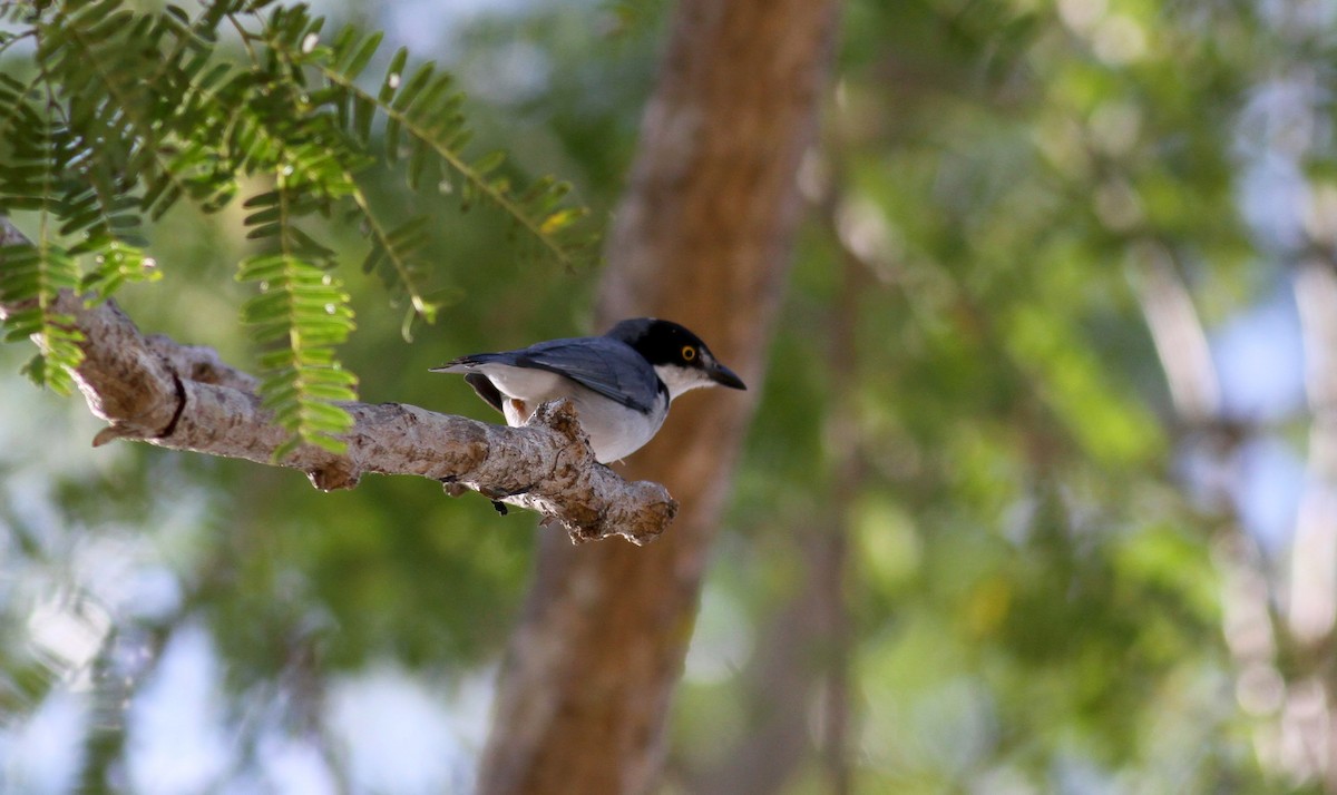 Hooded Tanager - Jay McGowan