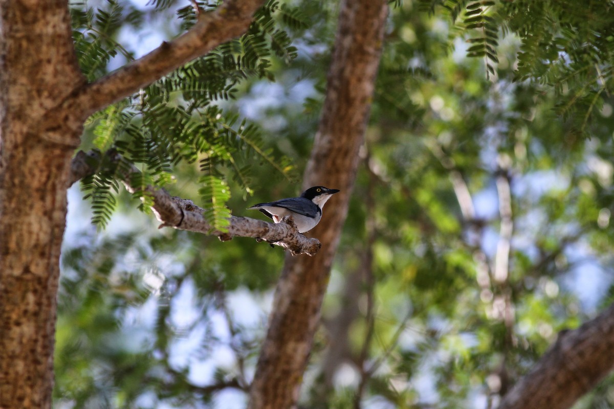 Hooded Tanager - Jay McGowan